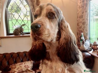 Cocker Spaniel dogs Stunning Sable, Show Cocker Stud, Health Tested. in Market Drayton - Advert 12