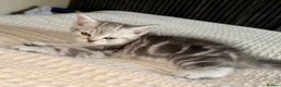 Persian cats for sale: READY TO LEAVE - Persian Kittens  - Advert 3