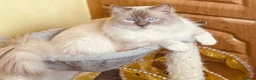 Ragdoll cats for sale: Affectionate GCCF Ragdoll Looking for Home - Advert 1