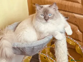 Ragdoll cats Affectionate GCCF Ragdoll Looking for Home - Advert 5