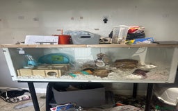 Hamster rodents for sale: Syrian hamster and setup - Image 5