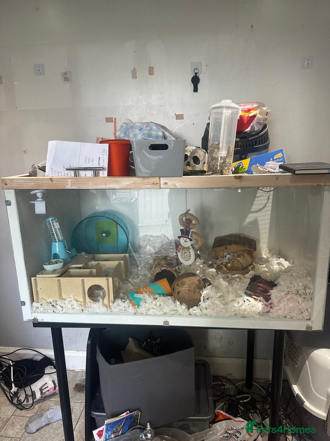 Hamster rodents for sale: Syrian hamster and setup - Image 5