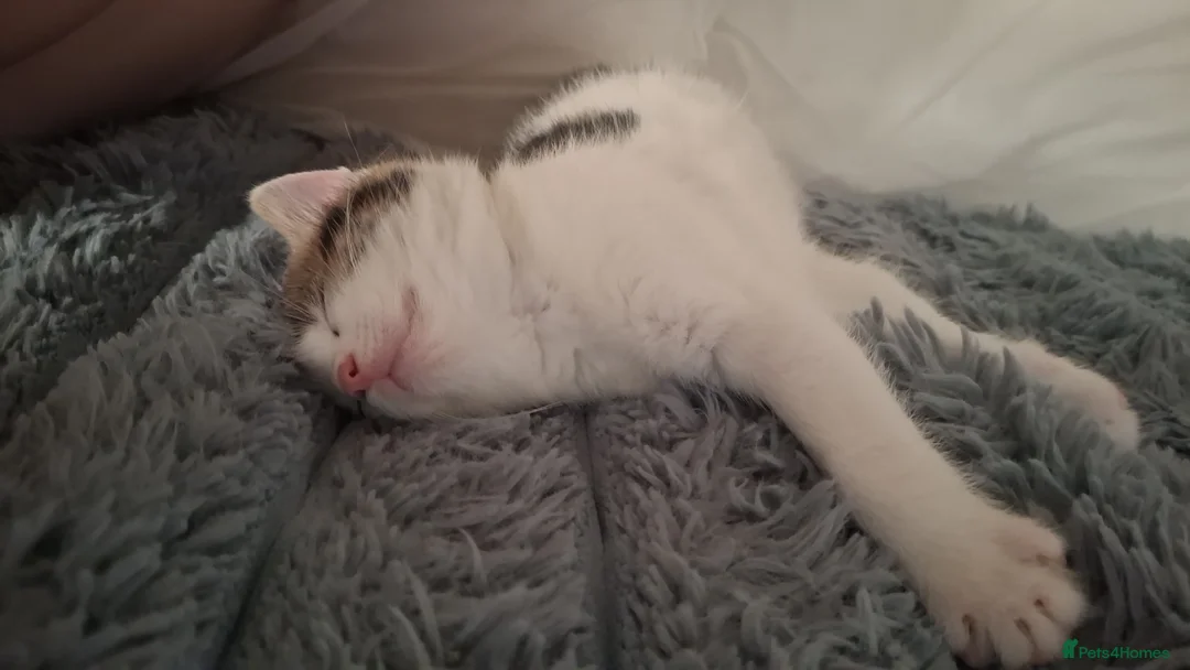 Mixed Breed cats for sale: 2 male kittens 1 female kitten - Advert 16