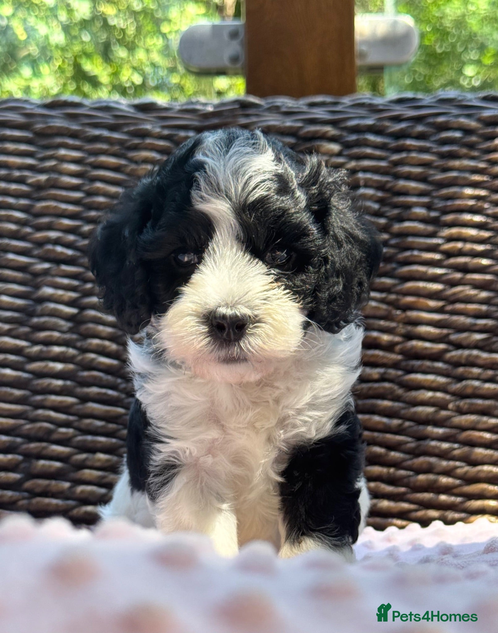 Cockapoo dogs Tiny Toy poodle puppies expected  - Advert 1