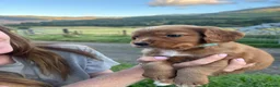 Cocker Spaniel dogs for sale: 2 cocker spaniels left and ready to go! in Crianlarich - Advert 3