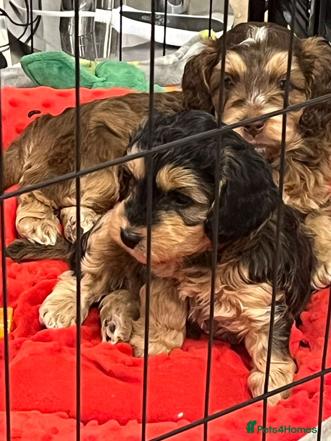 Cockapoo dogs for sale: Cockapoo - Image 1