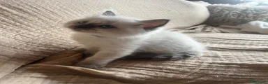 Ragdoll 1