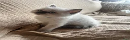 Ragdoll cats for sale: Stunning chunky Blue Point Ragdolls in Newport - Advert 10