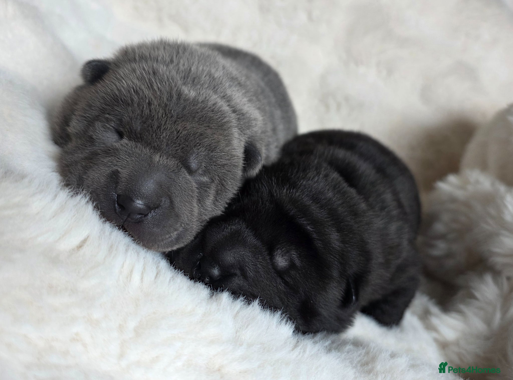 Mixed Breed dogs ChowPei Pups - Advert 3