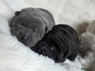 Mixed Breed dogs ChowPei Pups - Advert 1