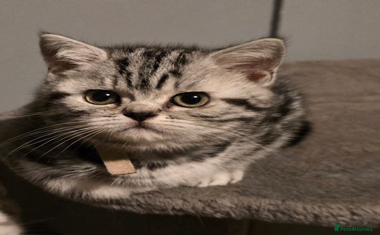 British Shorthair cats Beautiful bsh silver tabby kitten - Advert 8