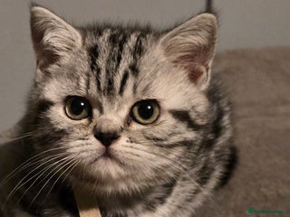 British Shorthair cats Beautiful bsh silver tabby kitten - Advert 5