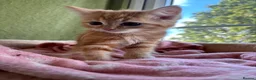 Ragdoll cats for sale: Sweet Ragdoll x angora - Advert 21