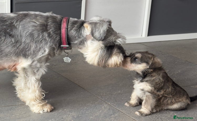 Miniature Schnauzer dogs - Advert 5