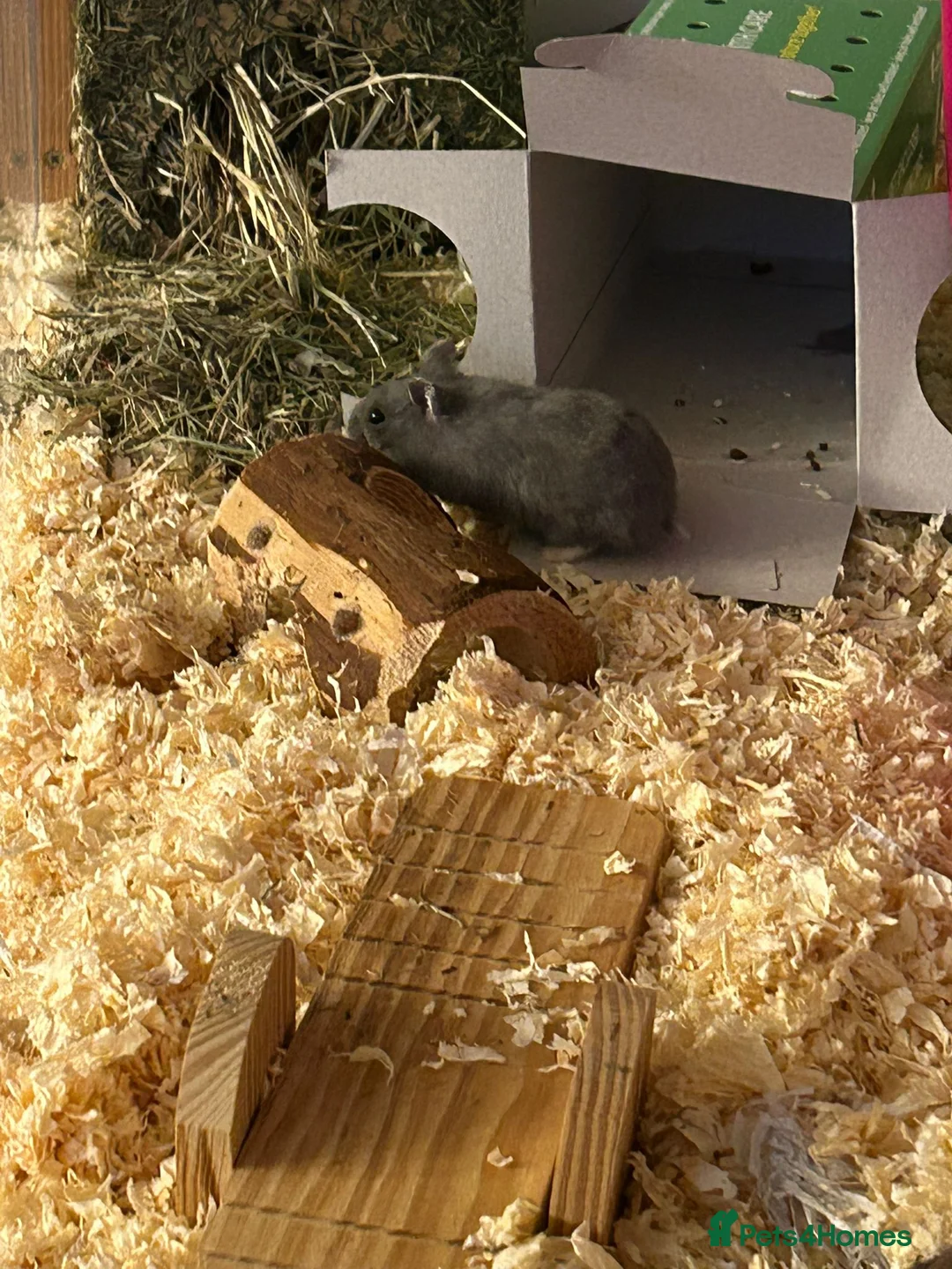 Hamster rodents for sale: Russian Dwarf Hamster - Advert 1