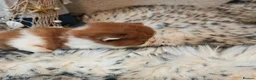 British Longhair cats for sale: Cinnamon & fawn bi colour longhair BLH  - Advert 7