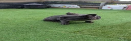 French Bulldog dogs for sale: All black French bull dog - Advert 5