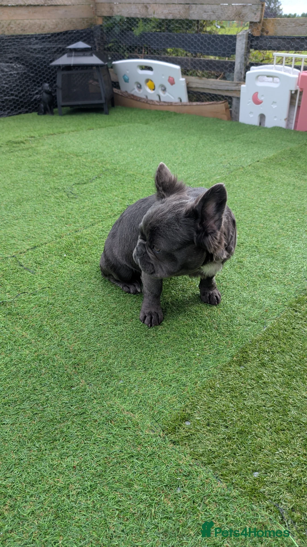 French Bulldog dogs for sale: All black French bull dog - Advert 5
