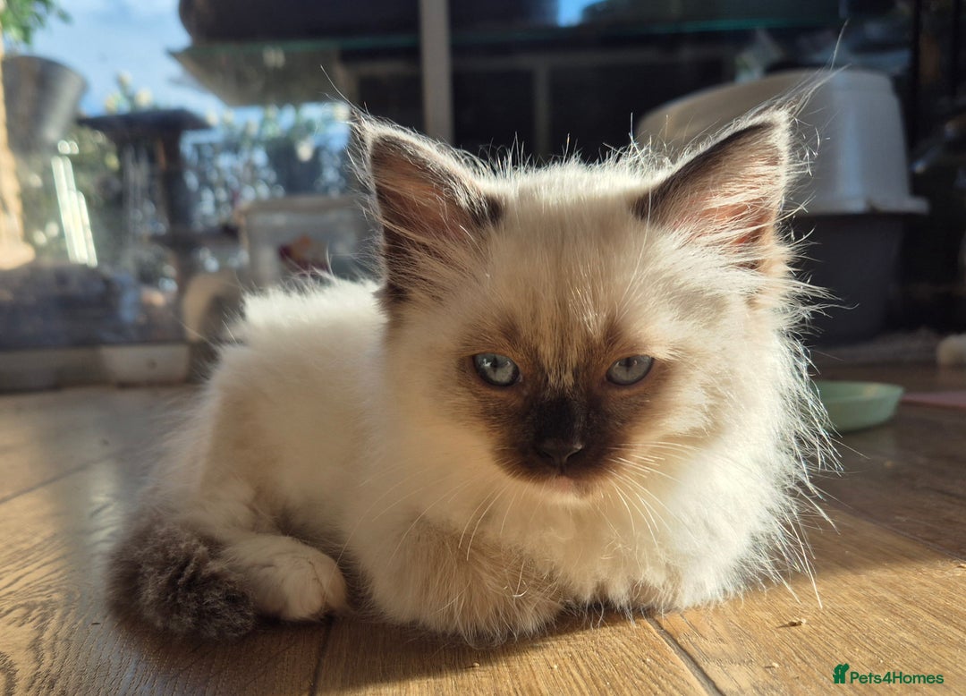 Ragdoll cats for sale: Beautiful Ragdoll Kittens, GCCF & Tica Registered - Advert 8