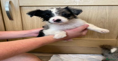 Border Collie dogs - Advert 2