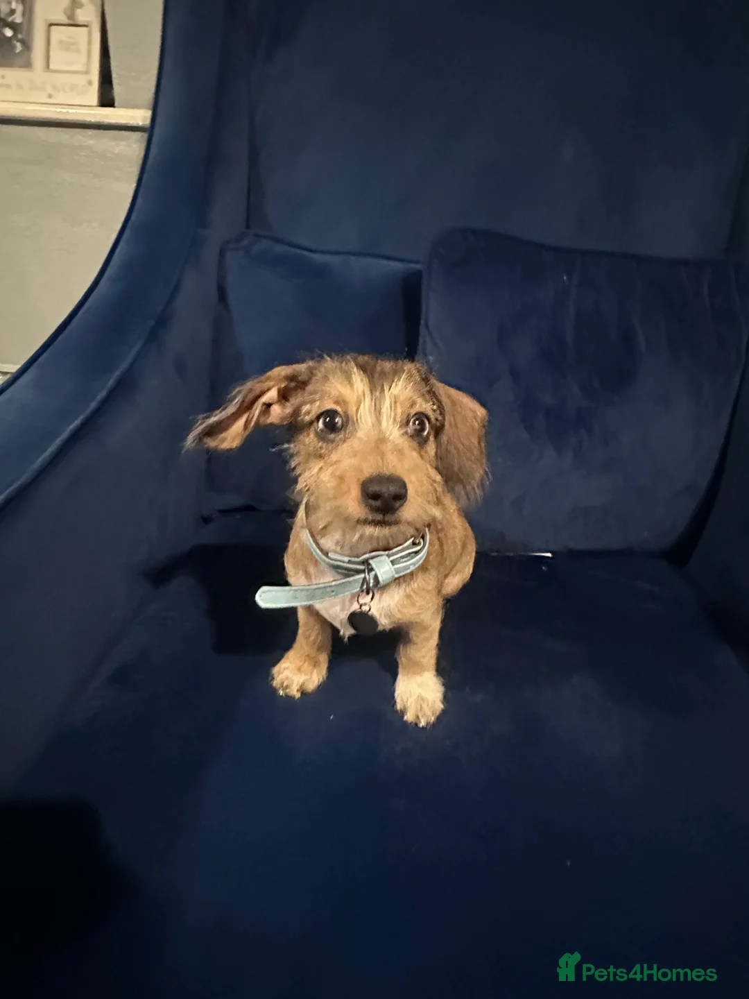 Miniature Dachshund dogs for sale: Miniature daschund  in Tamworth - Advert 2