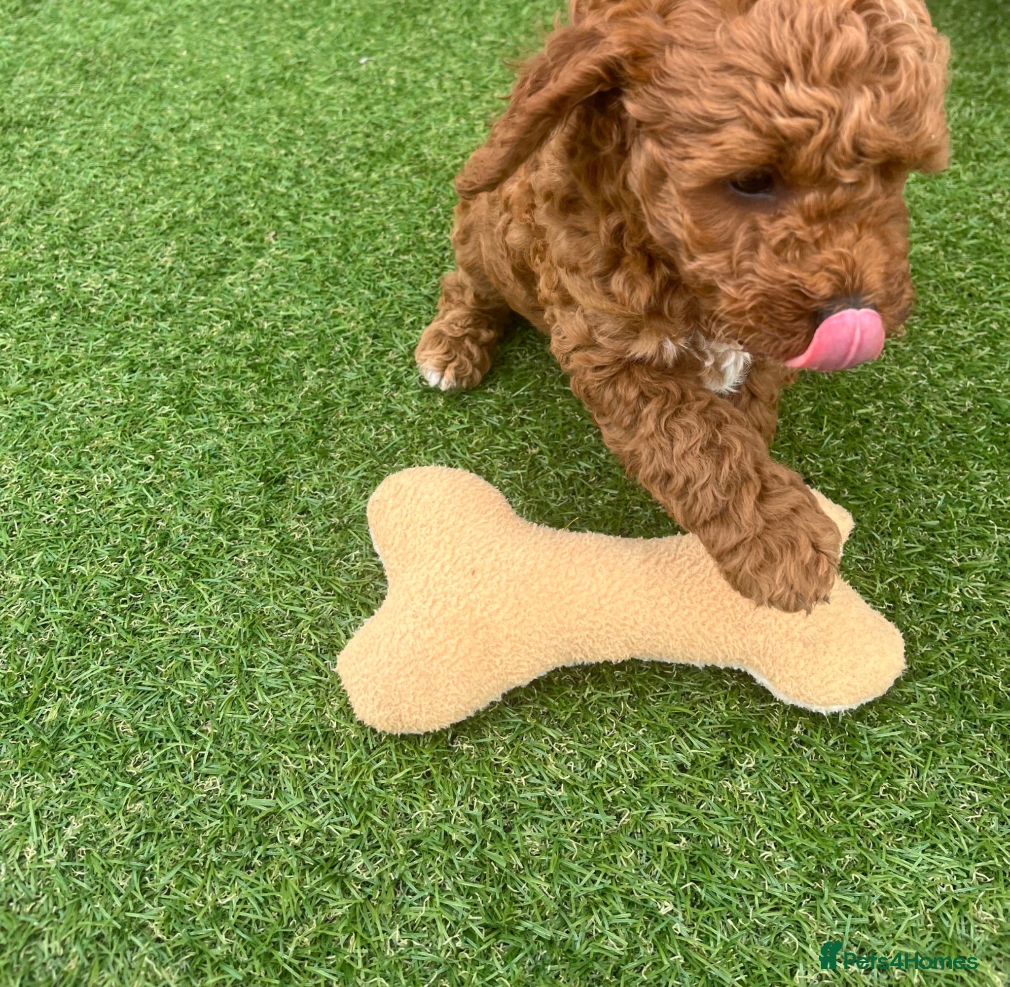 Mixed Breed dogs Cavapoo - Advert 1