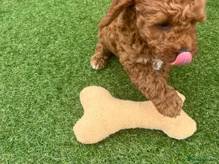 Mixed Breed dogs Cavapoo miniature - Advert 1