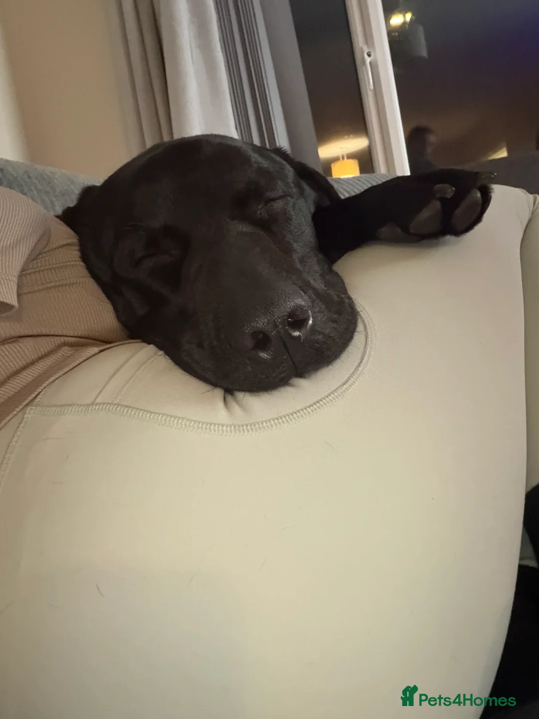 Mixed Breed dogs for sale: Bo ‘the gentle giant’  - Advert 4