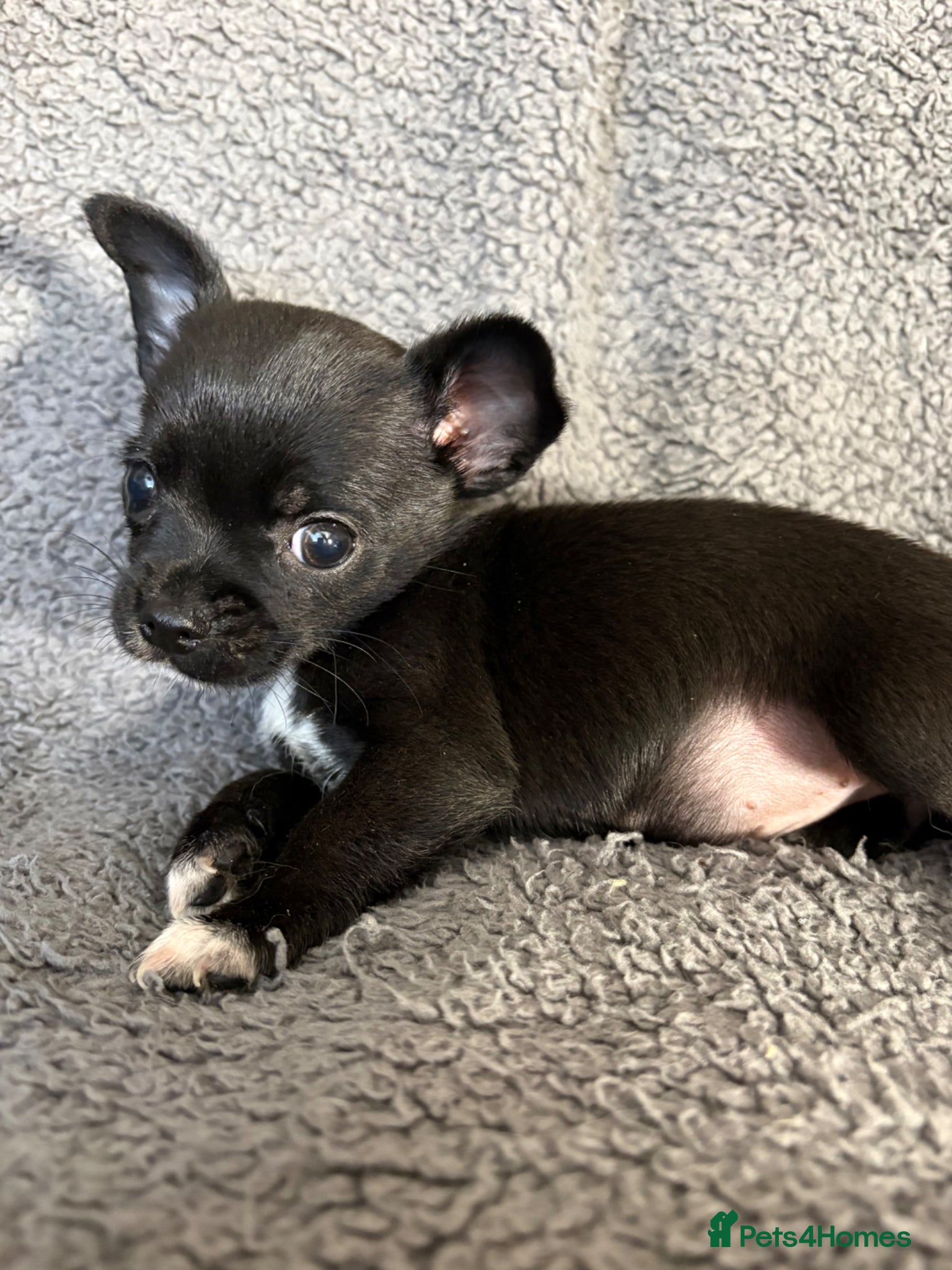 Chihuahua dogs One only - Female chihuahua puppy, russian lines - Advert 16