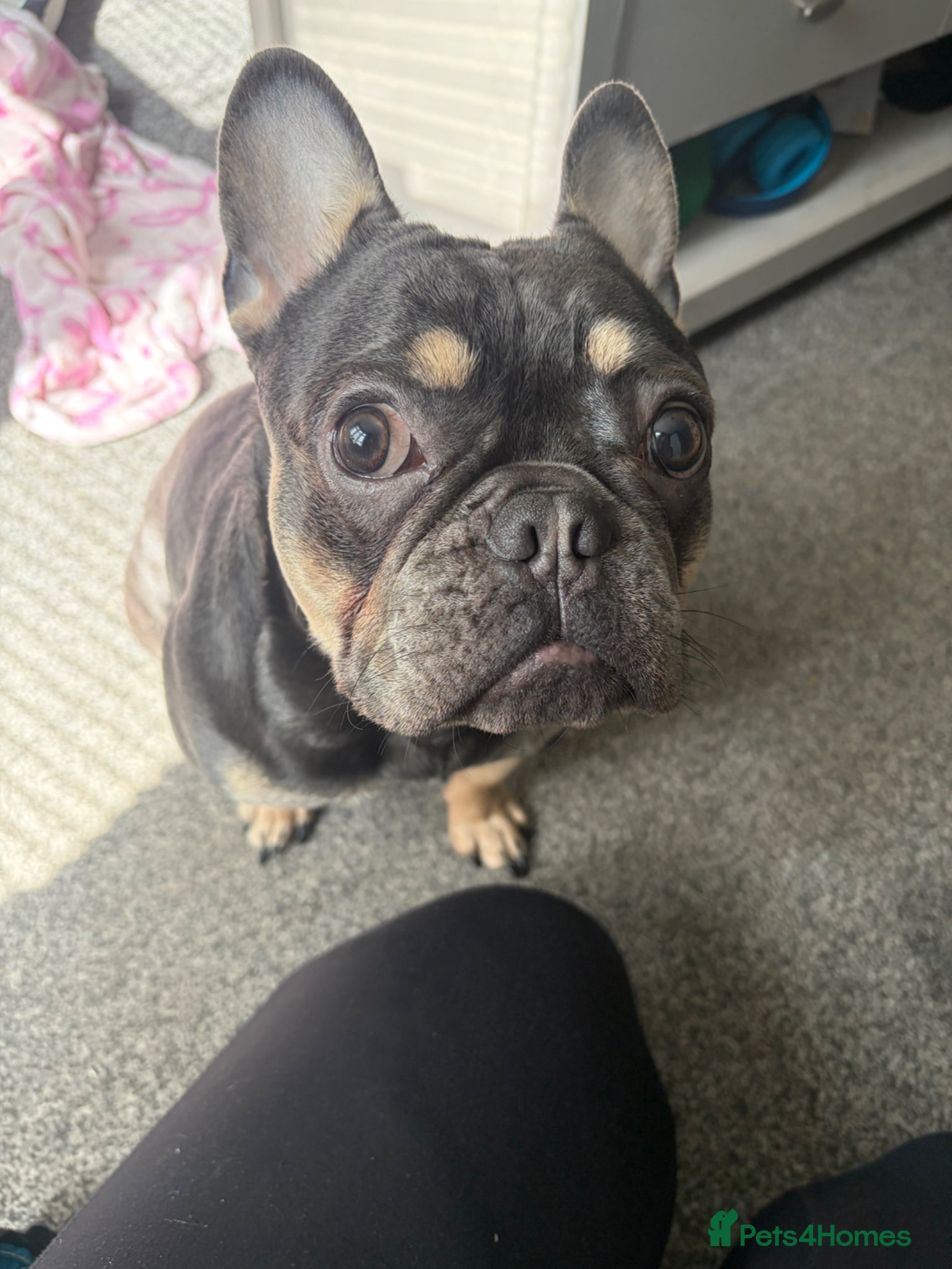 French Bulldog dogs 1 year old male French bulldog - Advert 1