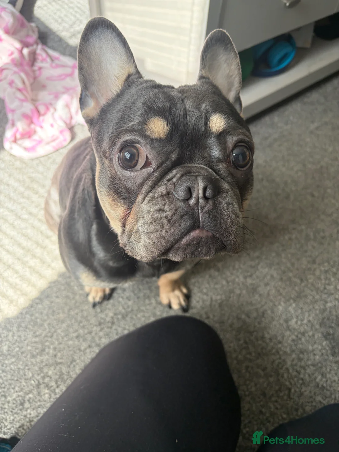 French Bulldog dogs for sale: 1 year old male French bulldog in Bolton - Advert 1