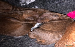 Patterdale Terrier dogs for sale: chocolate patterdale terriers  - Image 15