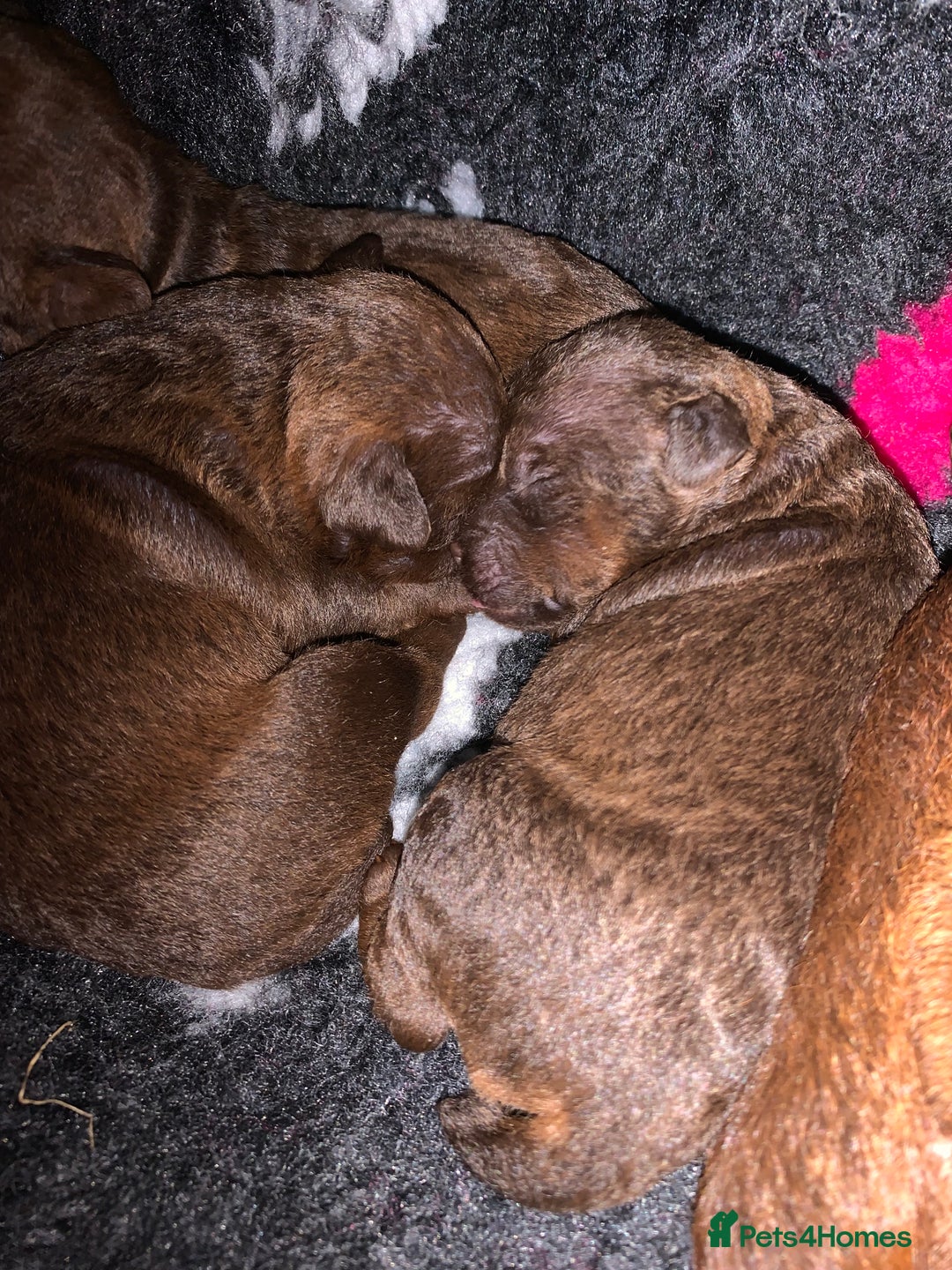 Patterdale Terrier dogs for sale: chocolate patterdale terriers  - Image 15