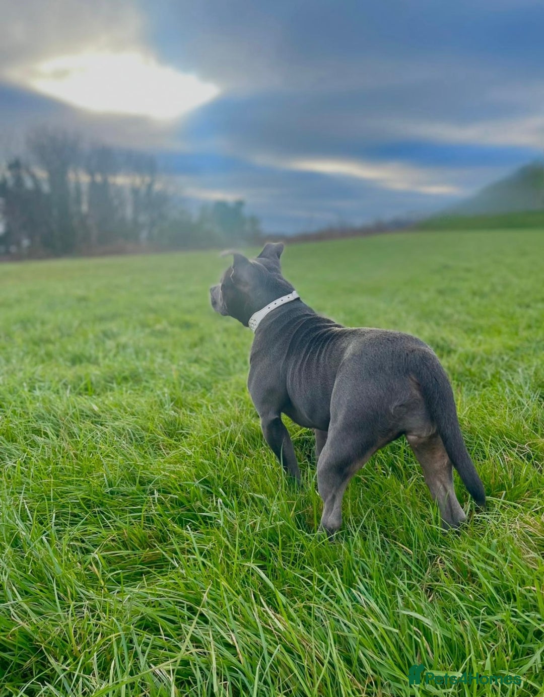 Staffordshire Bull Terrier dogs for sale: Blue Staffordshire Bull Terrier Champion Pup - Advert 10