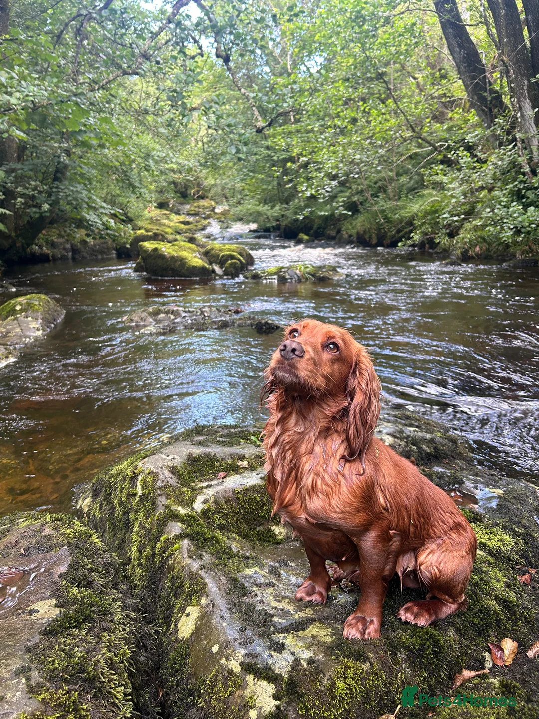 Cocker Spaniel dogs for sale: Beautiful Cocker spaniel puppies  - Advert 1