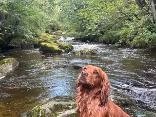 Cocker Spaniel dogs Beautiful Cocker spaniel puppies - Advert 4