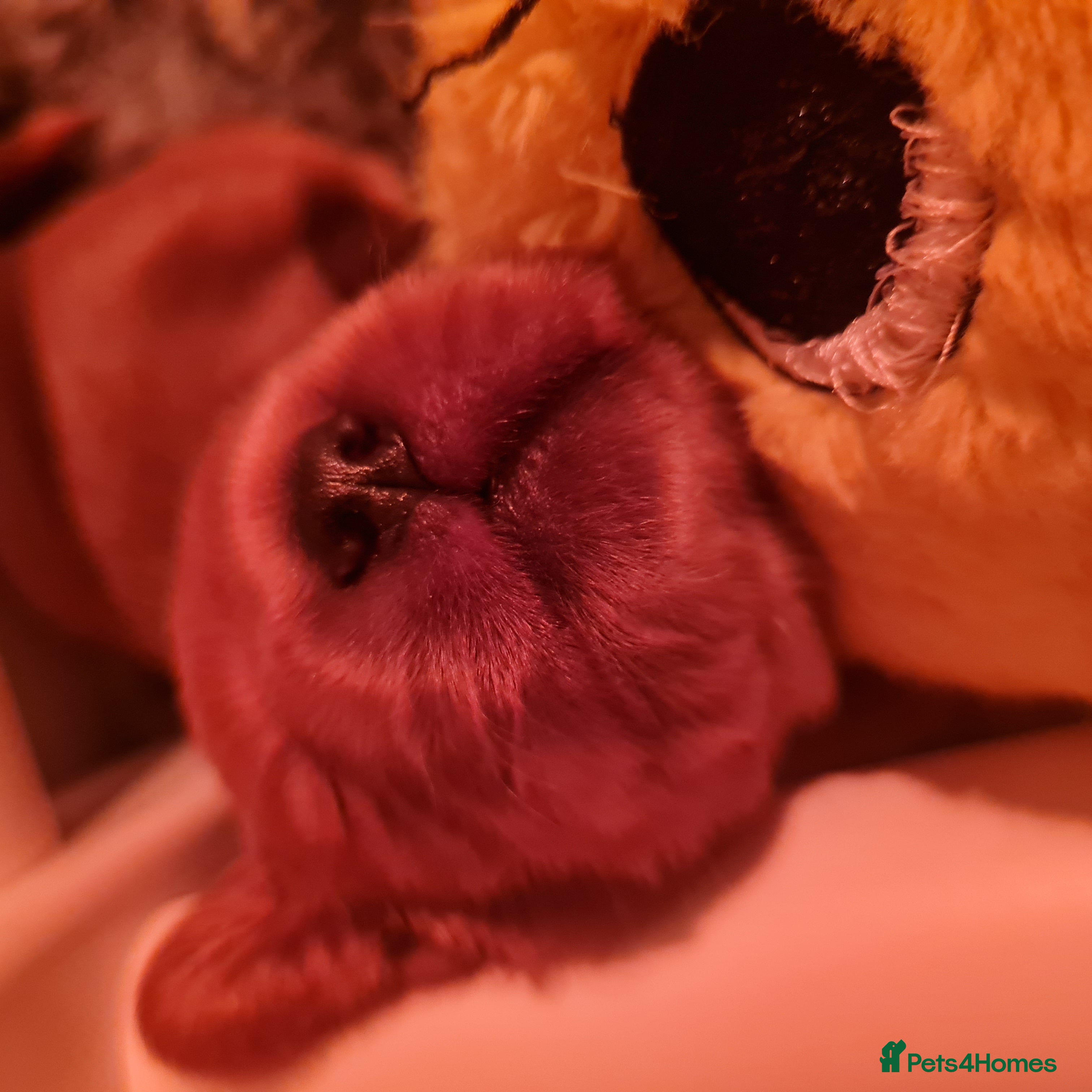 Cocker Spaniel dogs Health tested Show Cocker Spaniel puppies - Advert 1