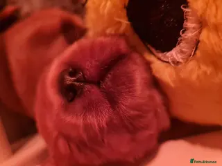 Cocker Spaniel dogs Health tested Show Cocker Spaniel puppies - Advert 1