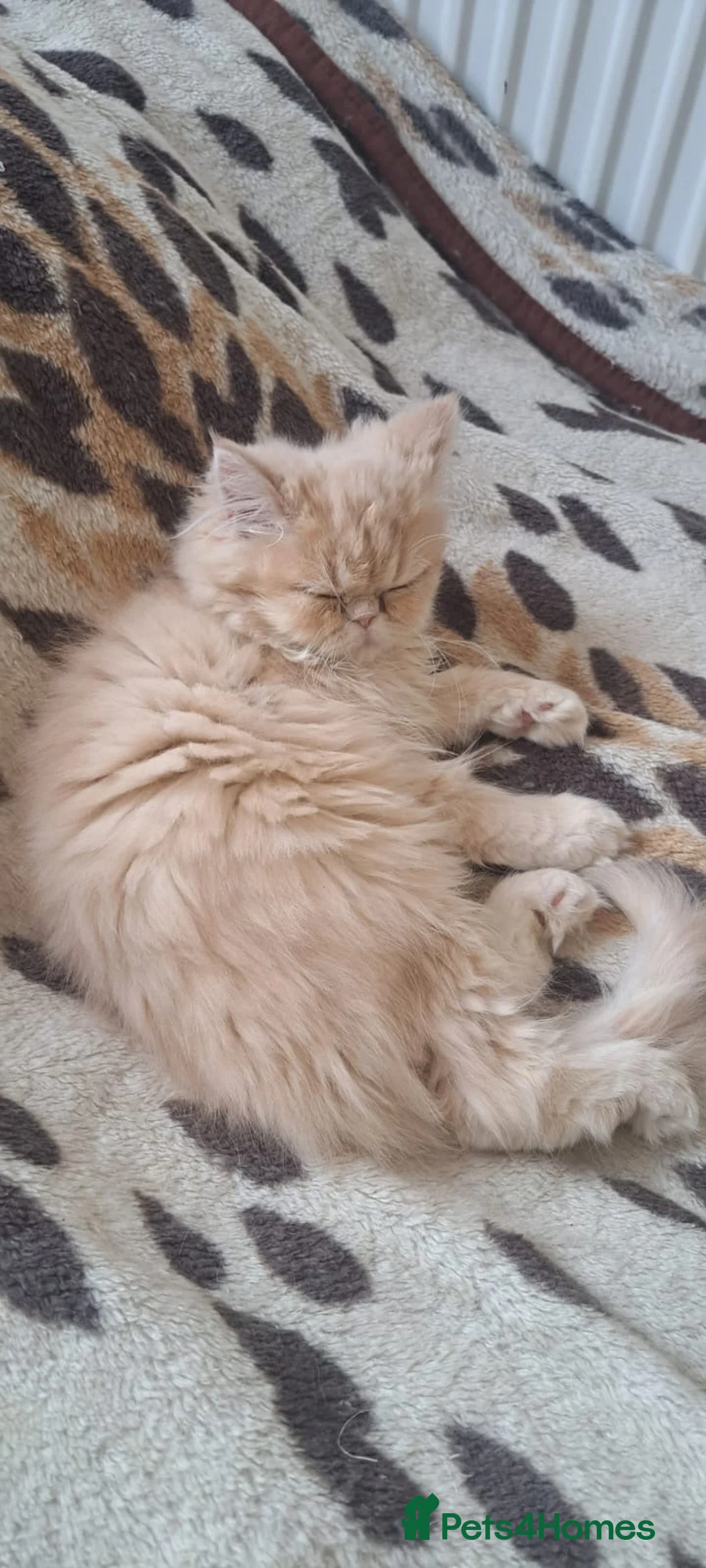 Persian cats for sale: 6 Beautiful Persian Chinchilla Kittens  - Advert 2