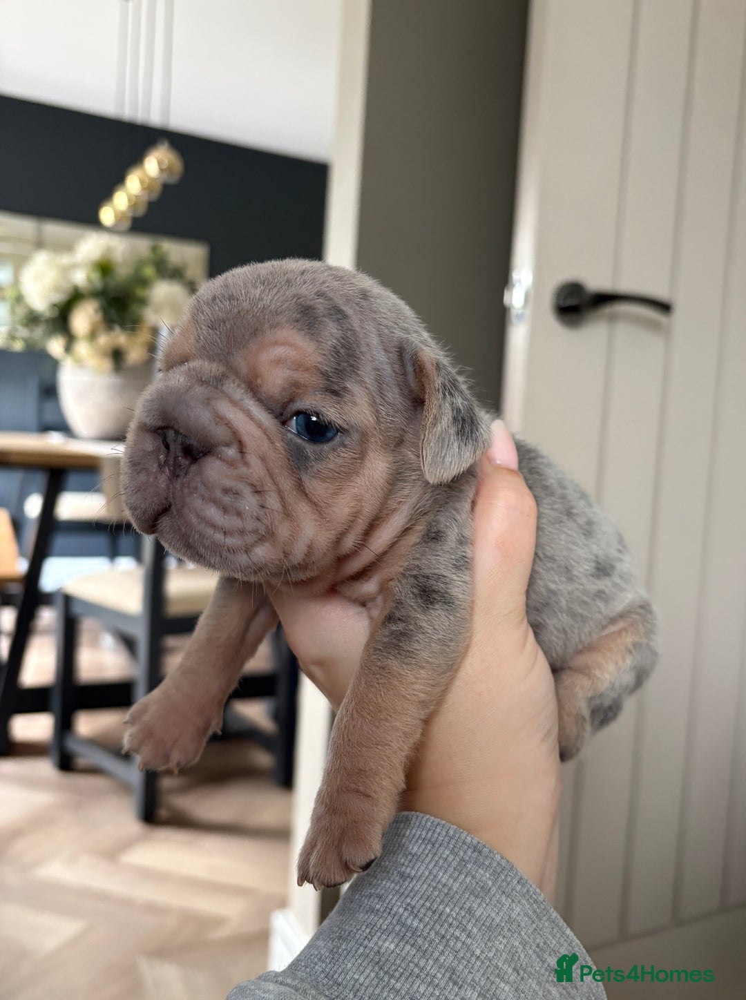 French Bulldog dogs for sale: Beautiful shades of blue babies - Image 4