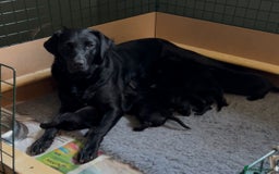 Labrador Retriever dogs for sale: Black Labrador Retriever Puppies Gundog pedigrees - Image 1