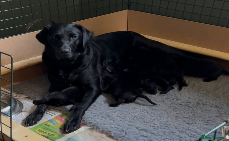 Labrador Retriever dogs - Advert 2