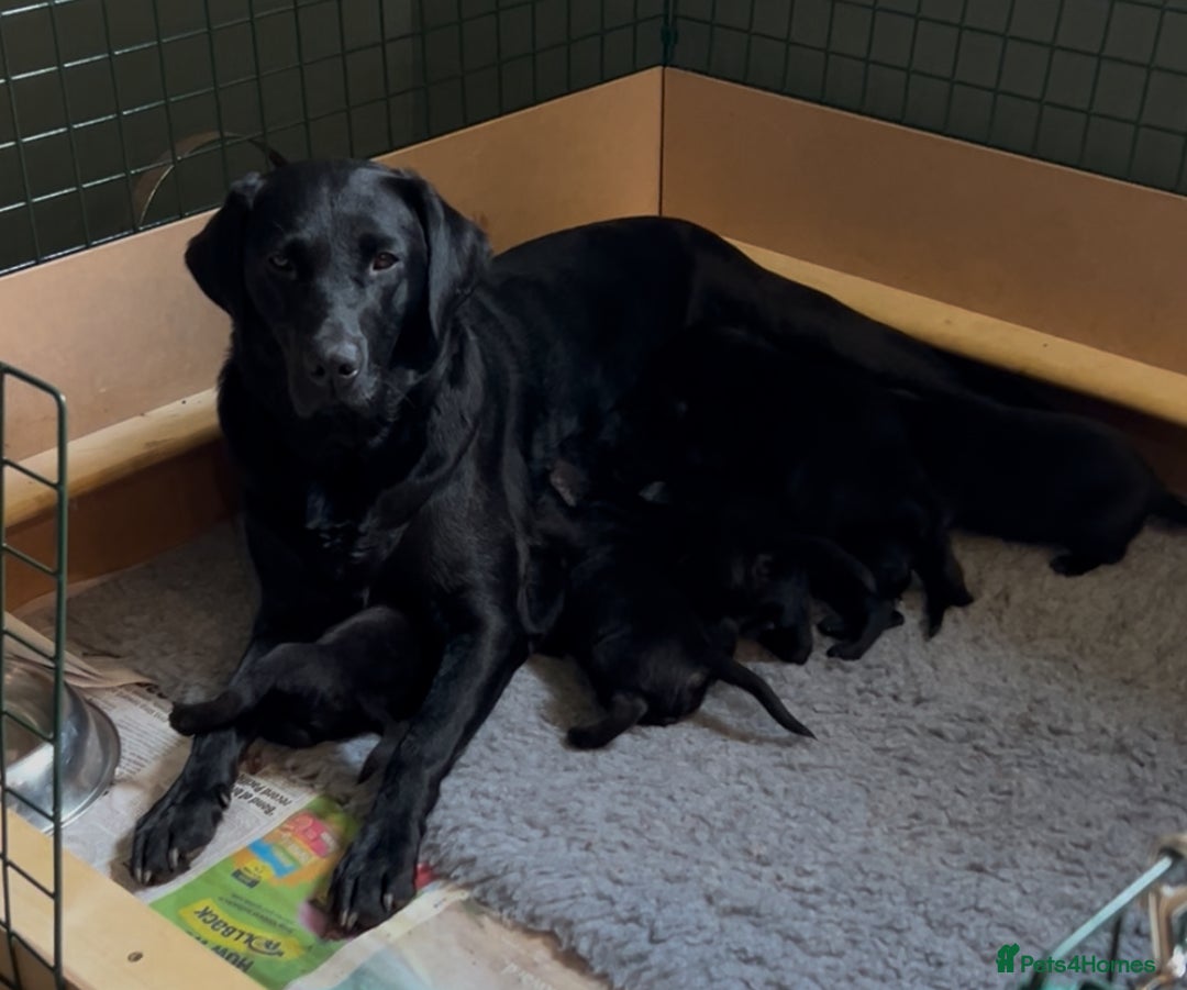 Labrador Retriever dogs for sale: Black Labrador Retriever Puppies Gundog pedigrees - Image 1