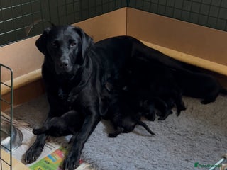 Labrador Retriever dogs - Advert 1