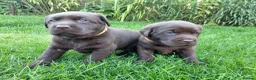 Labrador Retriever dogs for sale: Chocolate Labradors Puppies,Health Tested Parents  - Advert 7