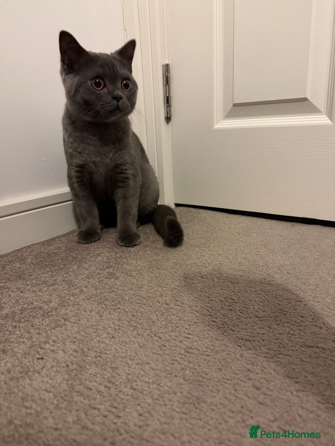 British Shorthair cats for sale: Beautiful British Shorthair  - Advert 2