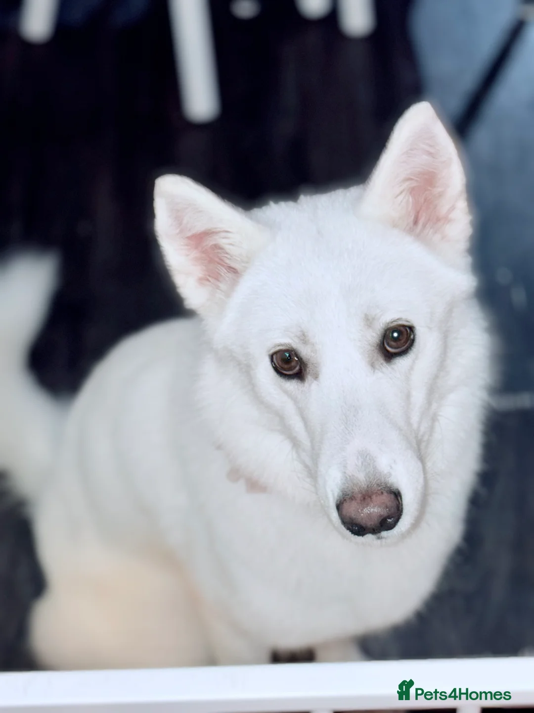 Siberian Husky dogs for sale: Siberian husky (female) 1 year old - Advert 6