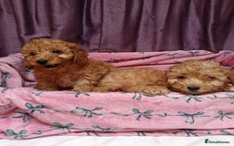 Cavapoo dogs for sale: Cavapoo puppy's  - Image 11