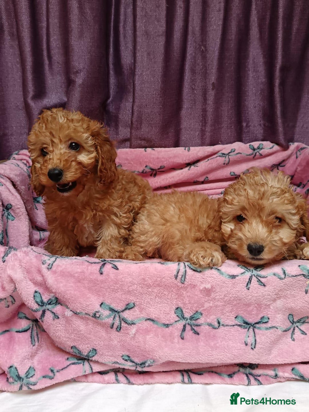 Cavapoo dogs for sale: Cavapoo puppy's  - Image 11