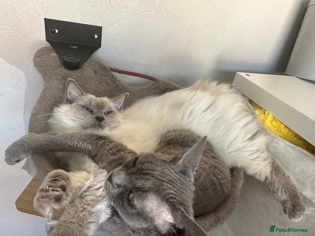 Mixed Breed cats for sale: Ragdoll mix girl needs new home - Advert 22